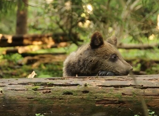 Спасенные медвежата в Тверской области готовятся к зиме Спасенные медвежата в Тверской области готовятся к зиме