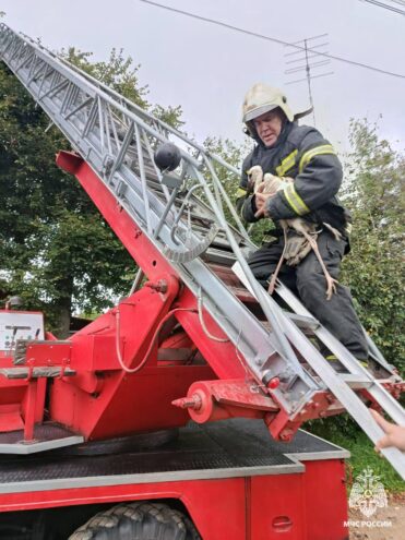 В Тверской области пожарные пришли на помощь аистёнку