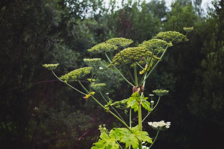 В Старицком округе юридическому лицу предписано устранить зарастание 120 га сельхозугодий борщевиком Сосновского, деревьями и кустарниками В Старицком округе юридическому лицу предписано устранить зарастание 120 га сельхозугодий борщевиком Сосновского, деревьями и кустарниками