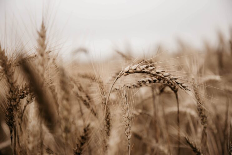 За 7 месяцев Россельхознадзором обследовано 61 тыс. га тверских сельхозземель За 7 месяцев Россельхознадзором обследовано 61 тыс. га тверских сельхозземель