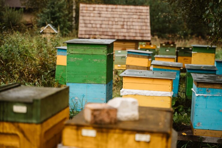 До 1 сентября 2025 года необходимо провести маркировку и учет пчелосемей До 1 сентября 2025 года необходимо провести маркировку и учет пчелосемей