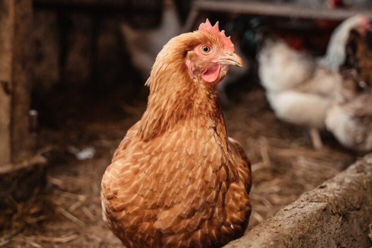 Порядка пяти тысяч исследований по диагностике гриппа птиц провели специалисты Тверской испытательной лаборатории