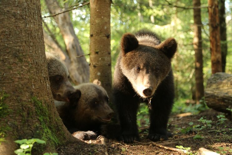 В тверском центре спасения у медвежат начался нажировочный период