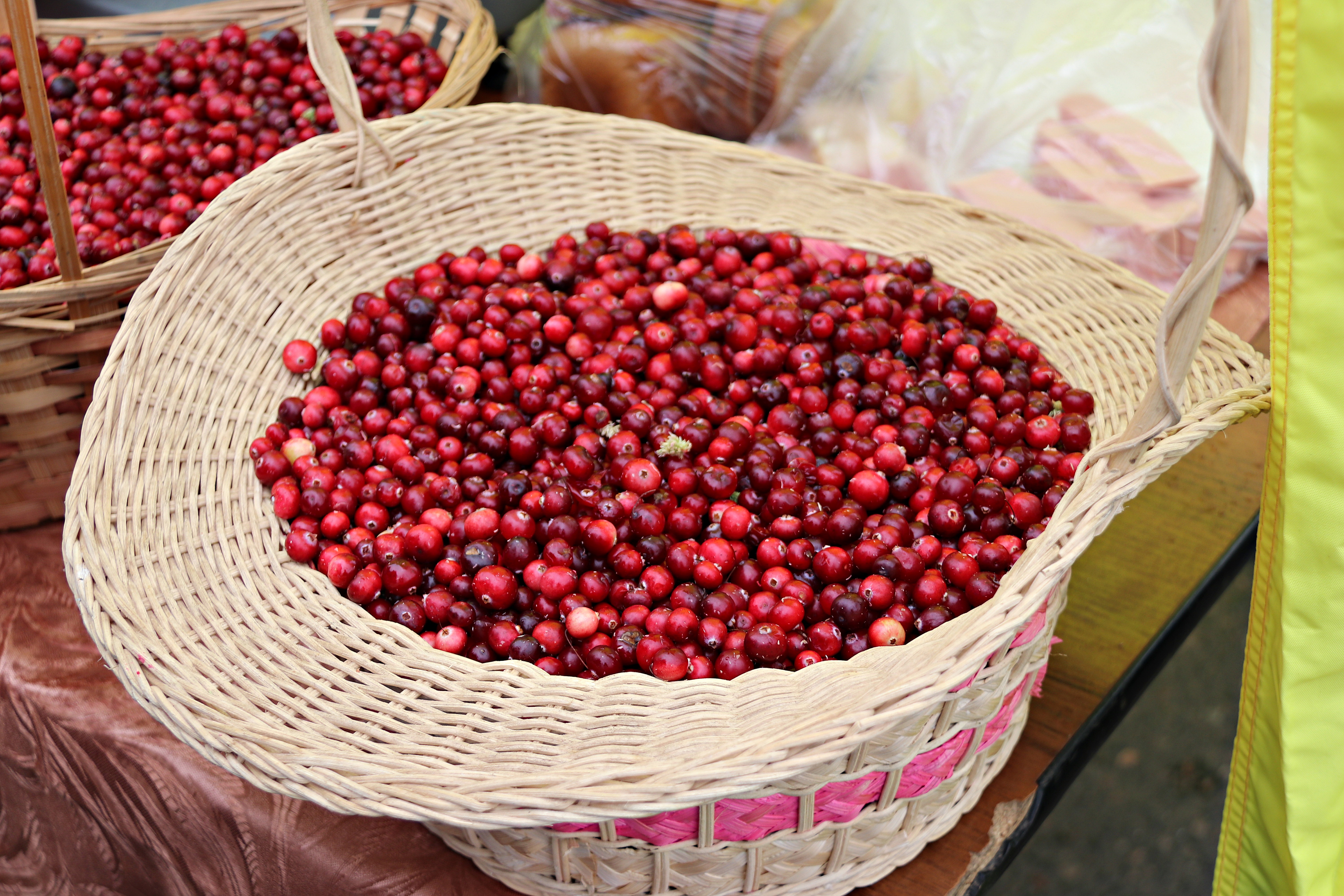 В Тверской области начинается сезон сбора клюквы