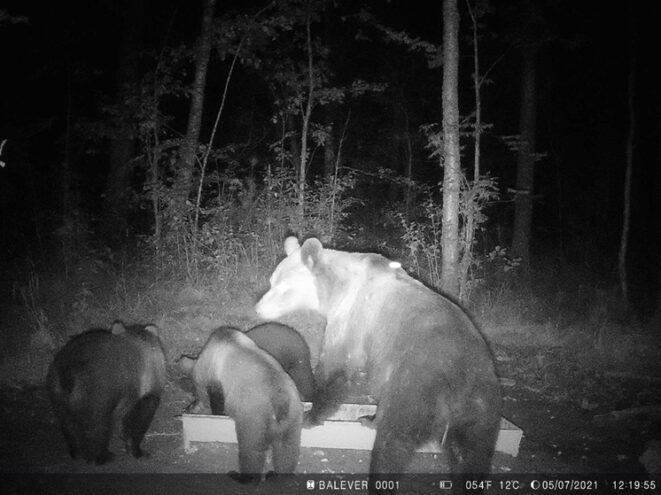 В Оленинском округе засняли семью медведей в лесу В Оленинском округе засняли семью медведей в лесу