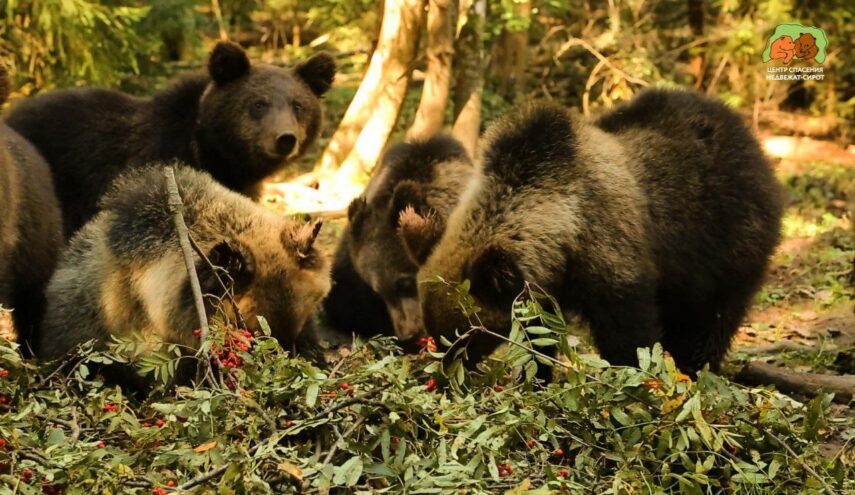 Рябиновая поляна для мишек мишек