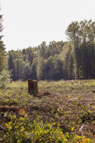 Губернатор поздравил работников и ветеранов лесной отрасли Тверской области с профессиональным праздником лес