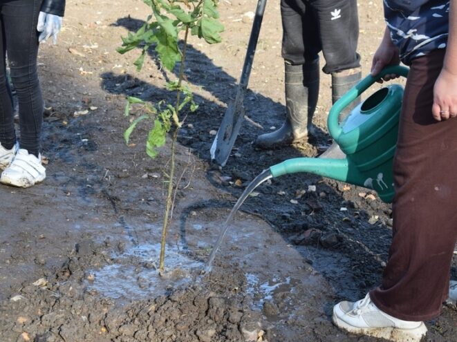 Больше ста кленов и дубов посадили около музея в Оленино Больше ста кленов и дубов посадили около музея в Оленино