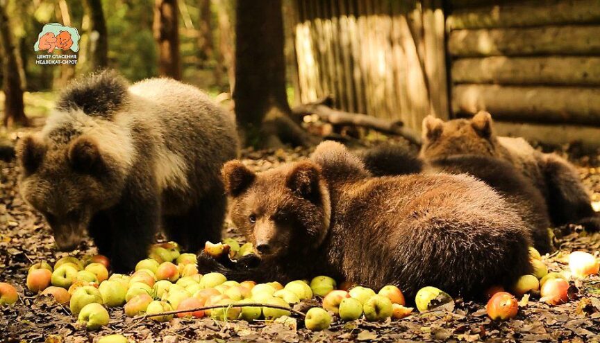 В Тверской области раскрыли секретное меню будущих хозяев леса В Тверской области раскрыли секретное меню будущих хозяев леса