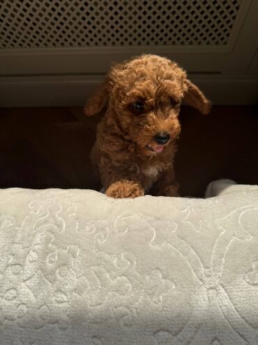 Певец Александр Круг рассказал, сколько у них с Ульяной собак Певец Александр Круг рассказал, сколько у них с Ульяной собак