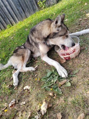 Собака умирает от голода и жажды возле своего дома в Тверской области