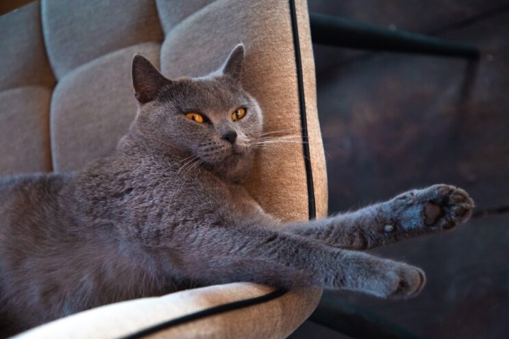 Ученые ФГБУ «ВНИИЗЖ» разработали новую тест-систему для диагностики калицивируса кошек Ученые ФГБУ «ВНИИЗЖ» разработали новую тест-систему для диагностики калицивируса кошек