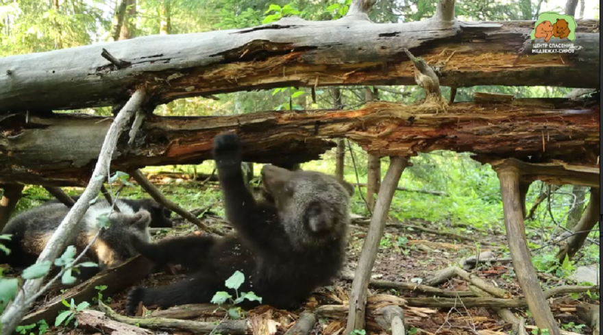 Медвежонок уснул прямо во время тренировки в Тверской области