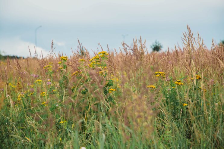 В Бежецком округе юридическому лицу Россельхознадзором объявлено предостережение за зарастание более 108 га сельхозугодий