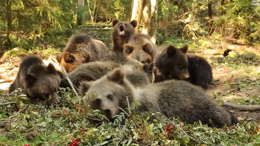 Медвежата в Тверской области получили новое лакомство к зиме Медвежата в Тверской области получили новое лакомство к зиме