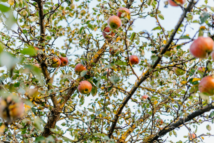 В Нелидово воспитанники школы-интерната собрали яблоки для бойцов СВО