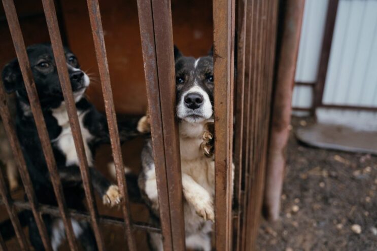 17 сентября состоится Первый Всероссийский форум по ответственному отношению к животным 17 сентября состоится Первый Всероссийский форум по ответственному отношению к животным
