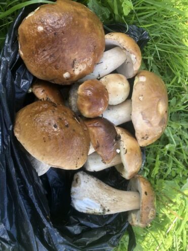 Жители Твери увлеклись «тихой охотой» грибы