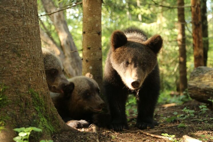 В тверском центре спасения у медвежат начался нажировочный период
