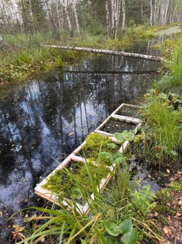 Уникальный проект по реинтродукции сфагновых мхов на нарушенных торфяниках реализуется в Тверской области с участием ТвГТУ Уникальный проект по реинтродукции сфагновых мхов на нарушенных торфяниках реализуется в Тверской области с участием ТвГТУ