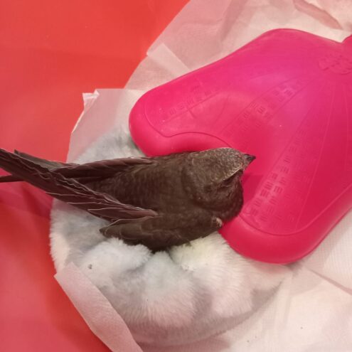 В Тверской области почти два месяца выхаживали больного стрижа В Тверской области почти два месяца выхаживали больного стрижа