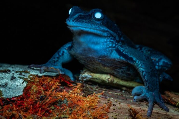 В заповеднике Тверской области показали «светящихся» обитателей