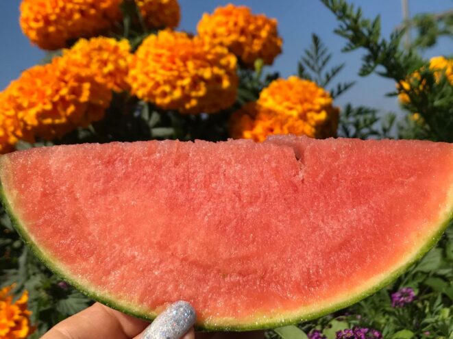 Самый большой арбуз вырастила жительница Калининского округа Тверской области Самый большой арбуз вырастила жительница Калининского округа Тверской области