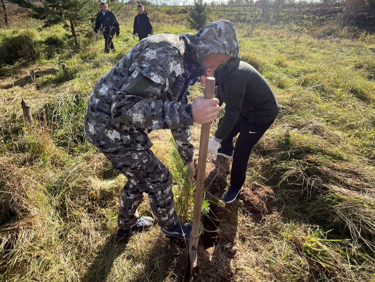 В Тверской области высажено более 507 тысяч деревьев в рамках акции «Сохраним лес»