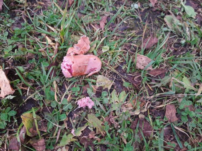 В Твери догхантеры снова вышли на “охоту” В Твери догхантеры снова вышли на “охоту”