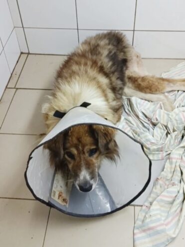 В Твери спасли жизнь псу, из хвоста которого торчали кости В Твери спасли жизнь псу, из хвоста которого торчали кости