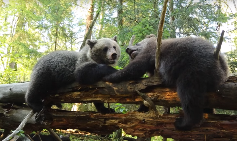 15 медведей-выпускников из Тверской области отправятся по “домам”