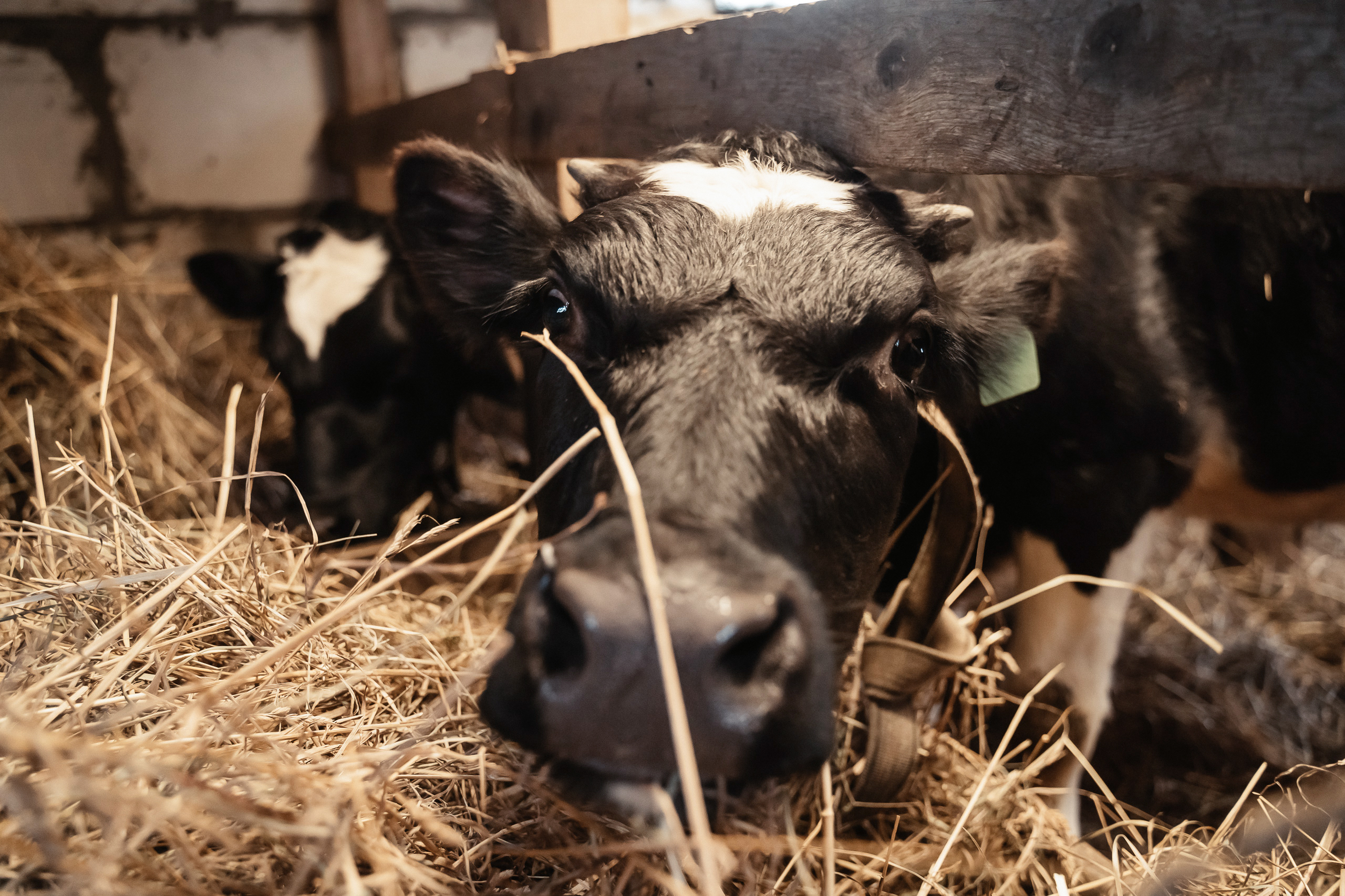 В День работников сельского хозяйства чествовали сотрудников ООО «Нелидовское молоко»