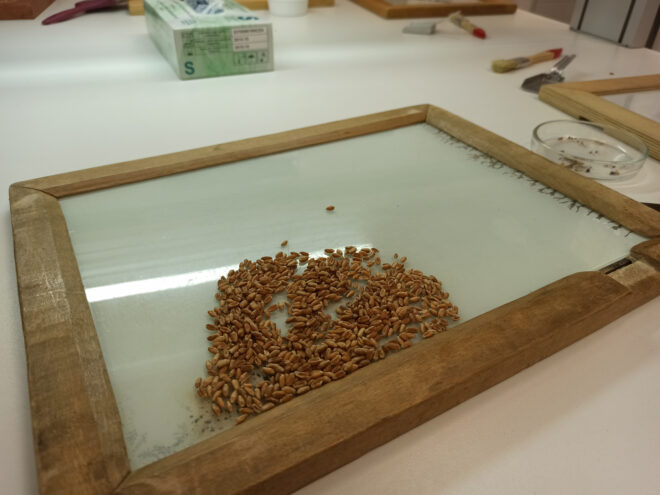 Специалисты Тверской испытательной лаборатории исследовали больше 187 тысяч тонн пшеницы нового урожая Специалисты Тверской испытательной лаборатории исследовали больше 187 тысяч тонн пшеницы нового урожая