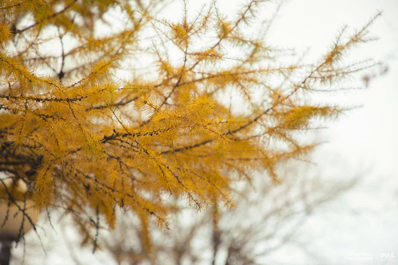 Погода в Твери на завтра