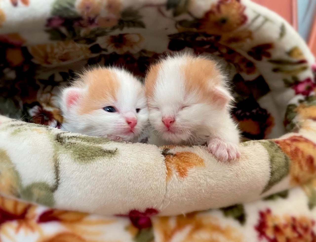 Тайная жизнь инспектора ДПС из Твери полна добра Тайная жизнь инспектора ДПС из Твери полна добра