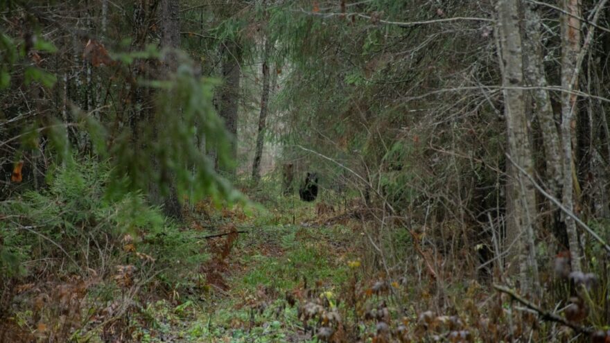 Маша из тверского заповедника встретила медведя