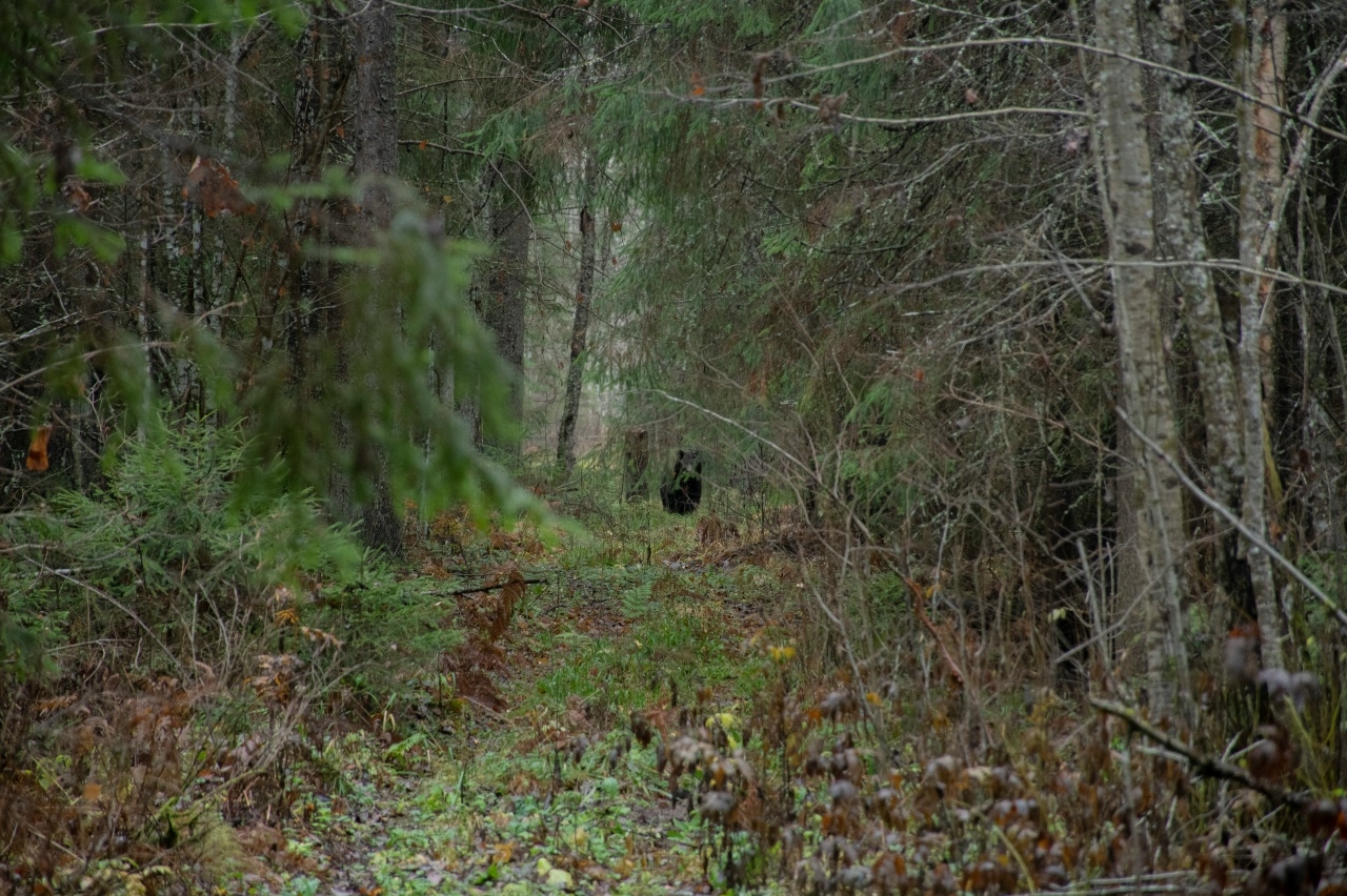 Маша из тверского заповедника встретила медведя