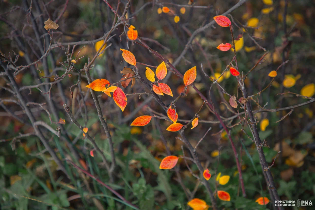 Погода в Твери на завтра