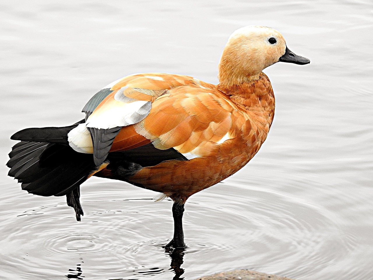 16 водителей без прав остановили за неделю в Твери