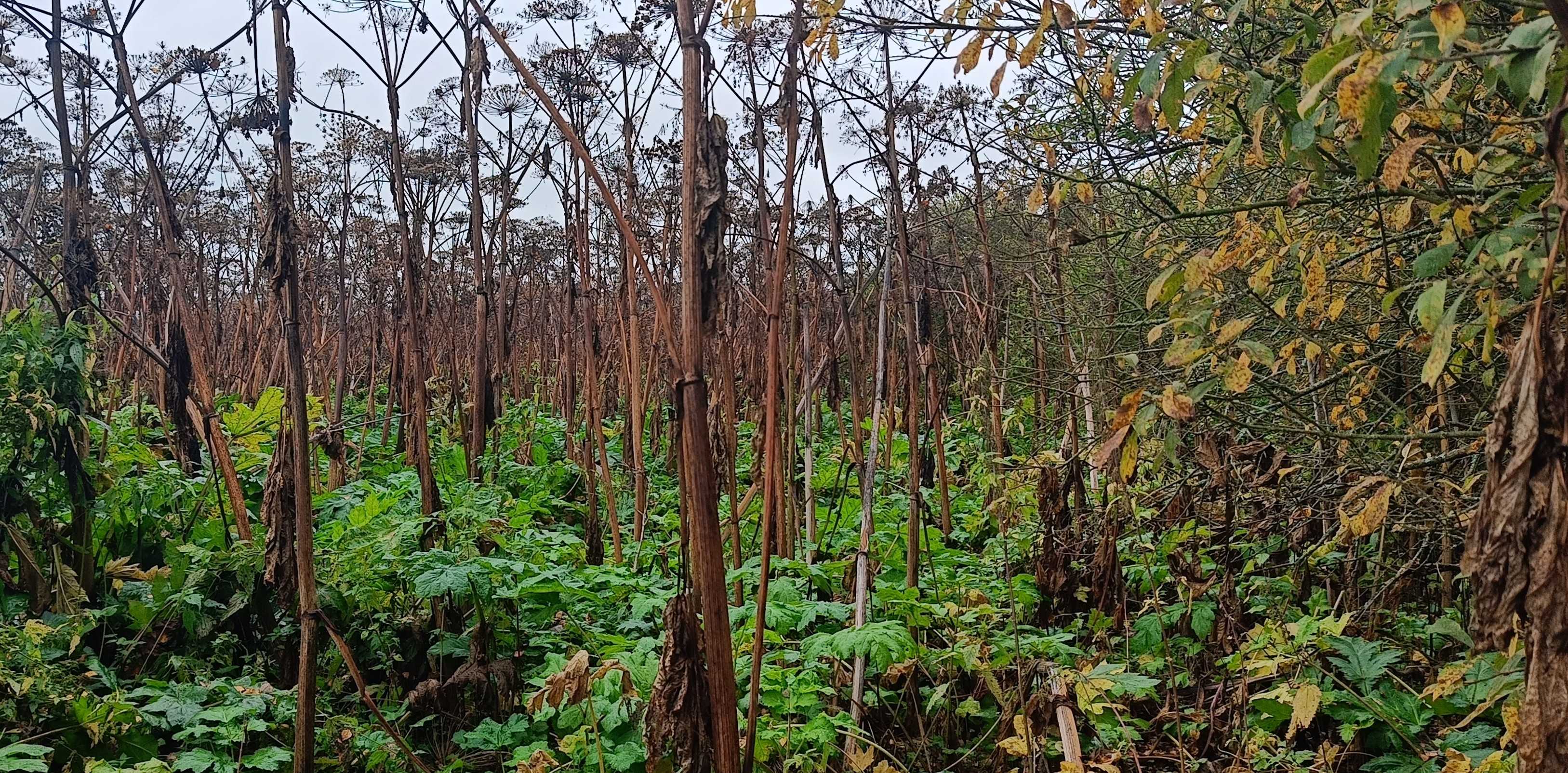 Россельхознадзор продолжает выписывать штрафы за заросшие земли в Тверской области Россельхознадзор продолжает выписывать штрафы за заросшие земли в Тверской области