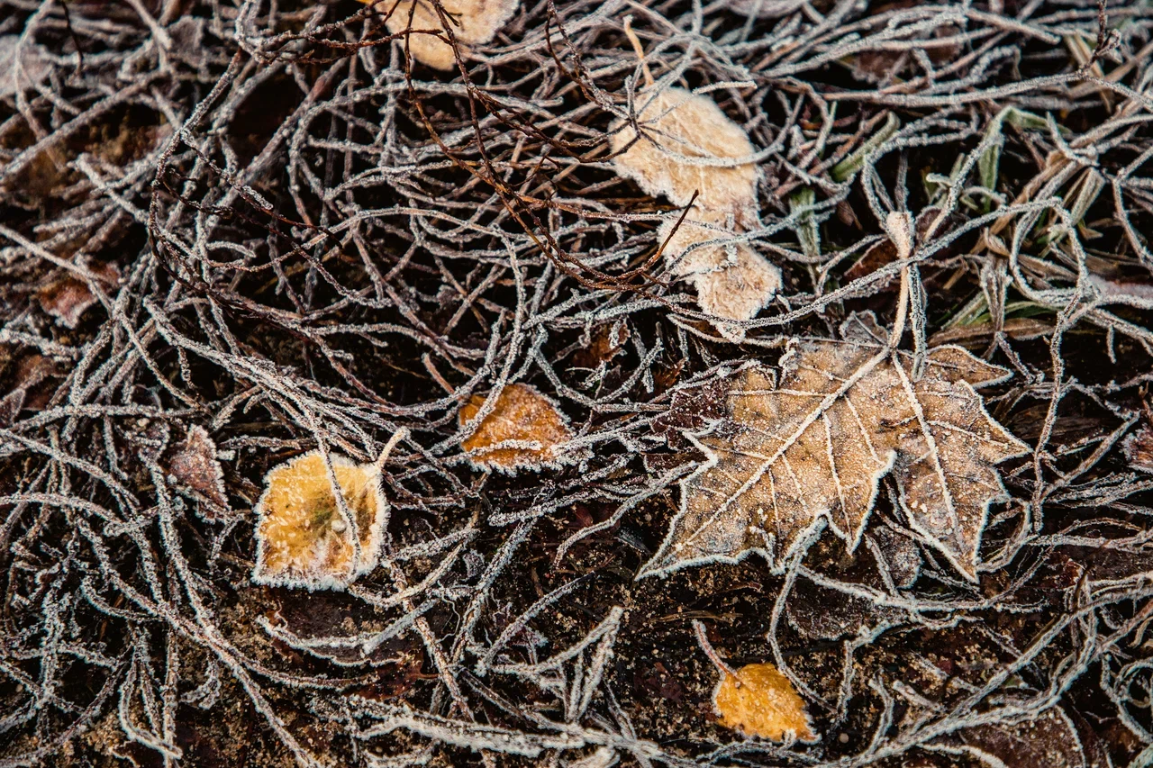 В Тверской области похолодает до -3 градусов В Тверской области похолодает до -3 градусов