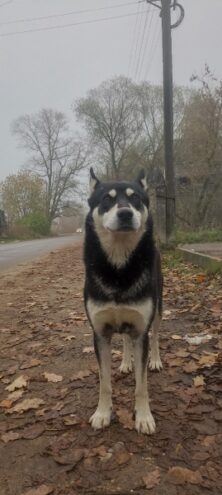 В Тверской области жестоко отравили собаку, которая никого не кусала