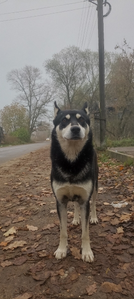 В Тверской области жестоко отравили собаку, которая никого не кусала В Тверской области жестоко отравили собаку, которая никого не кусала