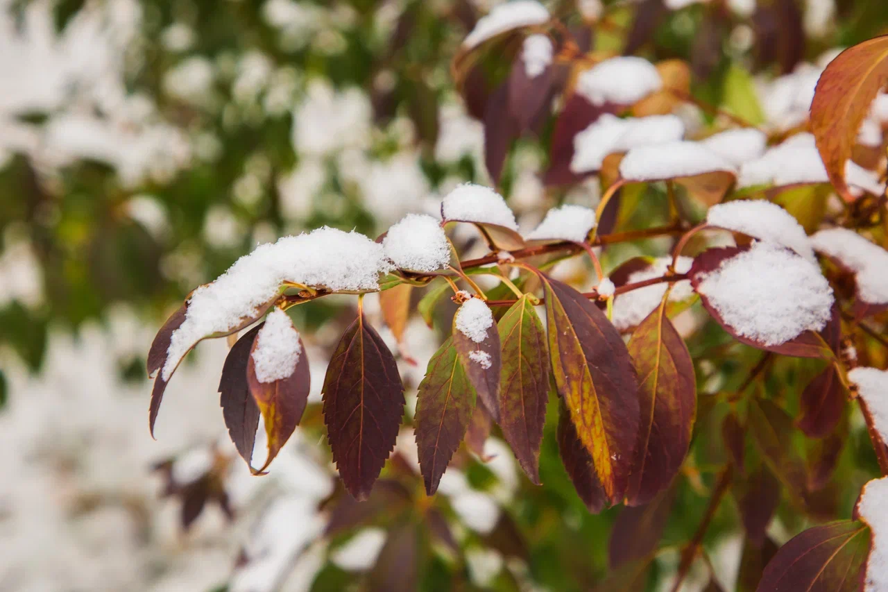 Зима близко: температура в Тверской области опустится до -2 градусов Зима близко: температура в Тверской области опустится до -2 градусов