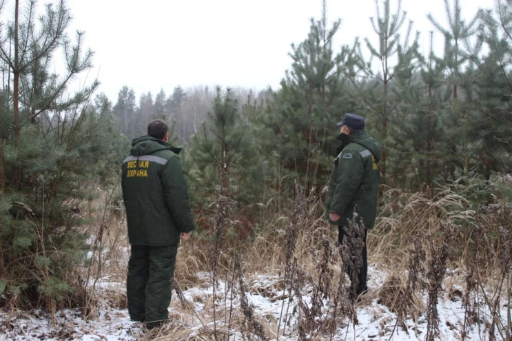 В Тверской области усилены меры по охране хвойных насаждений В Тверской области усилены меры по охране хвойных насаждений