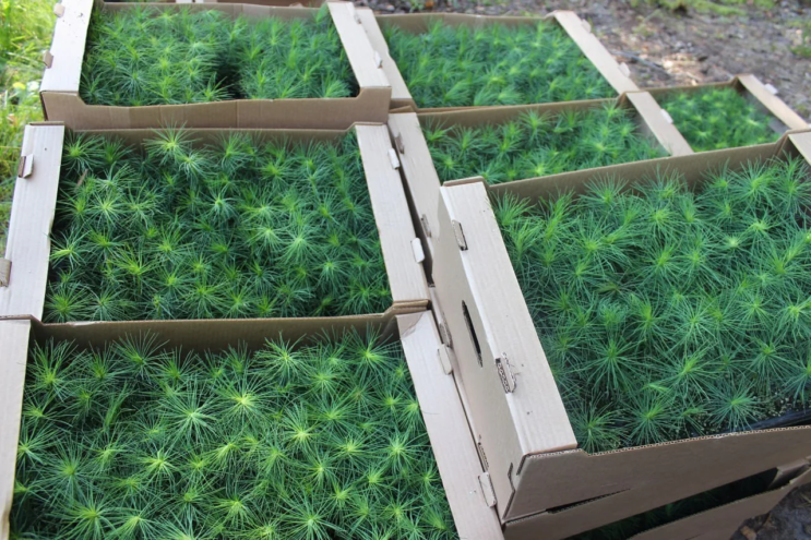 В Тверской области вырастили более 42 миллионов сеянцев для восстановления лесов