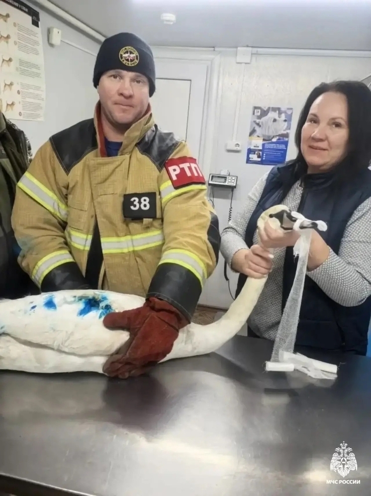 В Тверской области люди объединились, чтобы спасти раненого лебедя