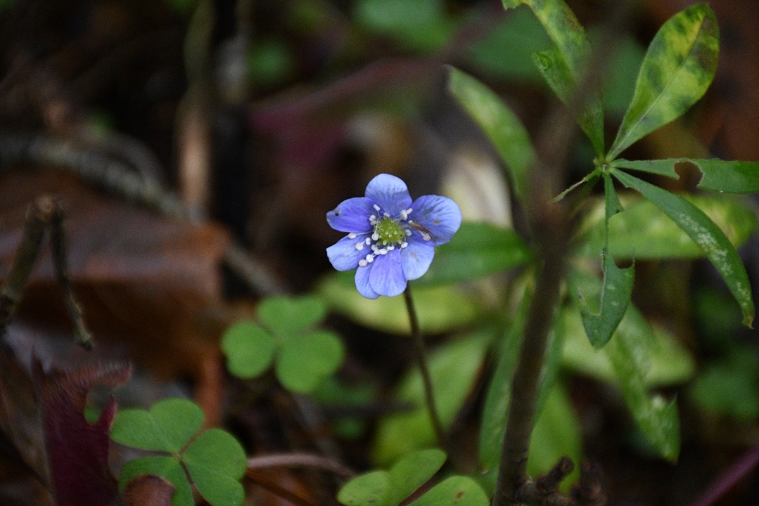Тверской биолог объяснила, почему в декабре распустились цветы