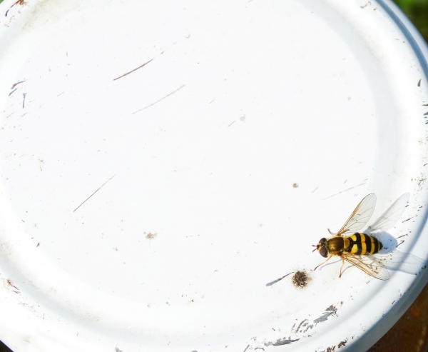 Агрессивные осы нападают на жителей центральной России в декабре