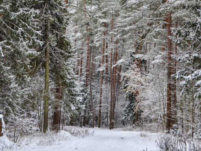 В Тверской области 27-28 декабря - сильный снег и гололед: советы МЧС для безопасности